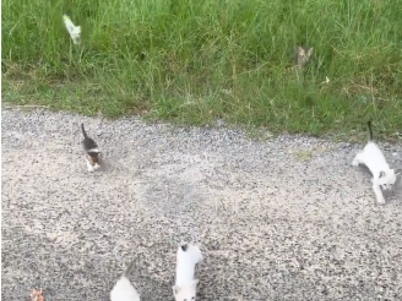 Homem resgata gato na rua e é 'emboscado' por mais 12 filhotes; veja!