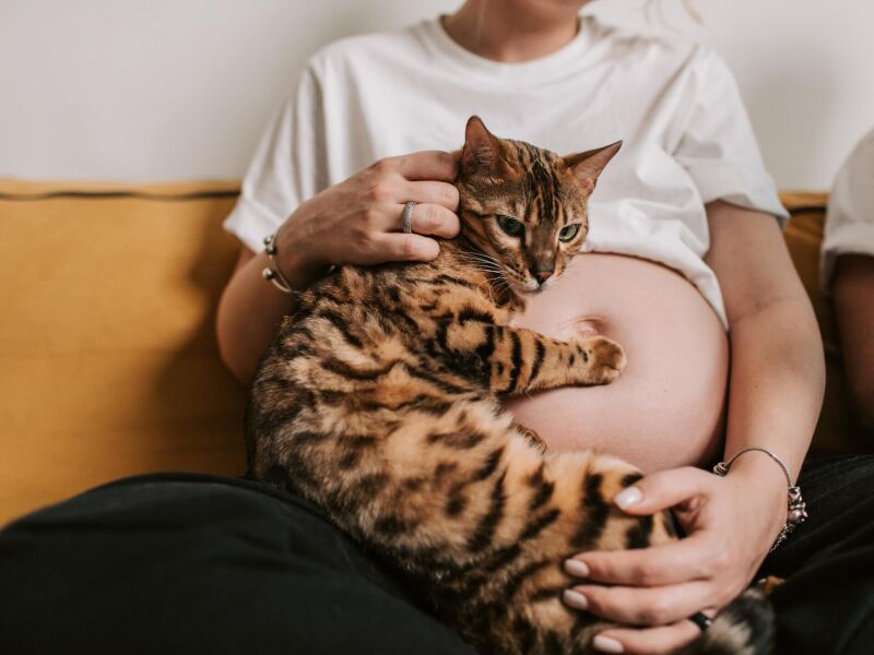 Gestantes, bebês e gatos podem viver na mesma casa com saúde; veja