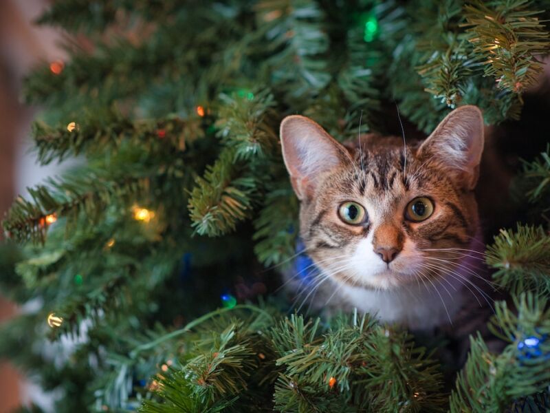 Seu gato vai tentar destruir sua árvore de Natal. Saiba como reduzir os danos - Folha Pet - Folha PE Seu gato vai tentar destruir sua árvore de Natal. Saiba como reduzir os danos - Folha Pet - Folha PE