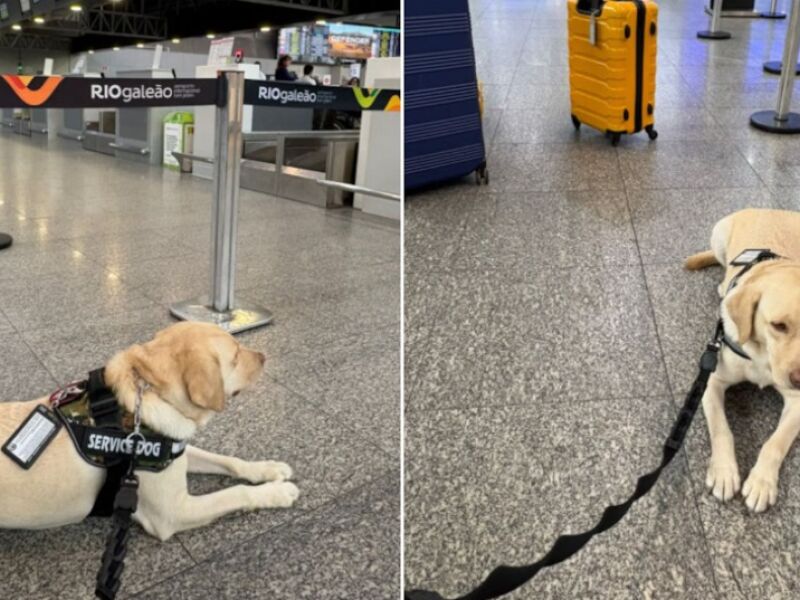 Cão de Apoio é Barrado pela TAP em Voo para Lisboa: A Luta de uma Família