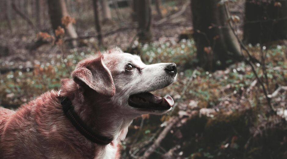 Novembro Azul Pet: cães podem apresentar alterações na próstata?