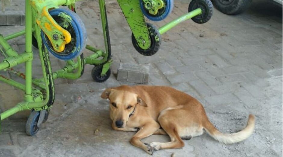 Cachorro batizado de Upinha por ficar semanas em frente a uma UPA em Olinda busca tutor responsável