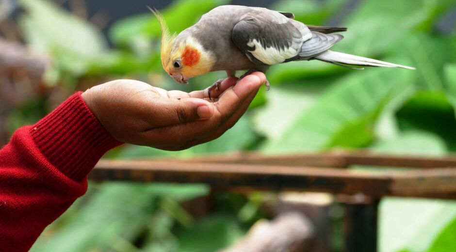 Passarinho pet: os prejuízos da compra ilegal, as aves que você pode criar em casa e como cuidar