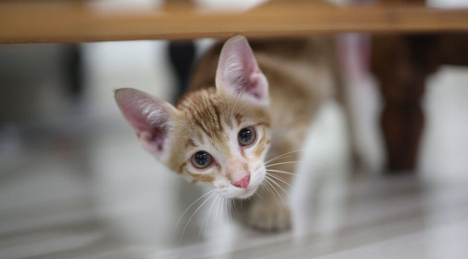 Como se preparar para a chegada de um gatinho?