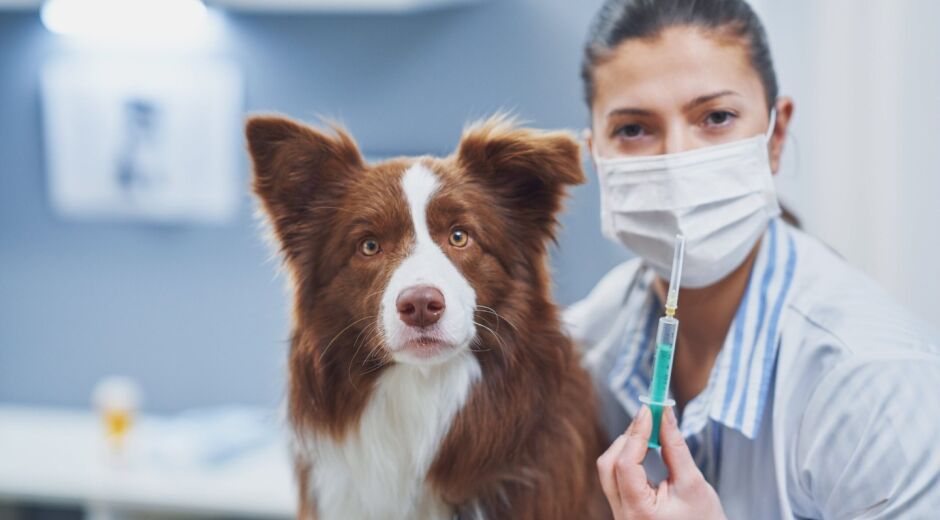 Pesquisa identifica que 87% dos tutores de pets no Nordeste não vacinam animais