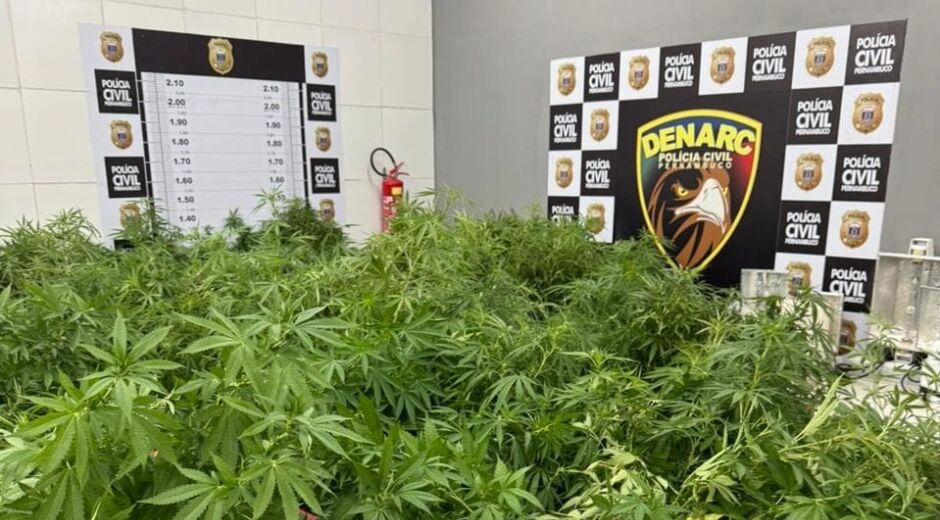 Olinda: preso homem que roubava energia para manter estufa com 100 pés de maconha