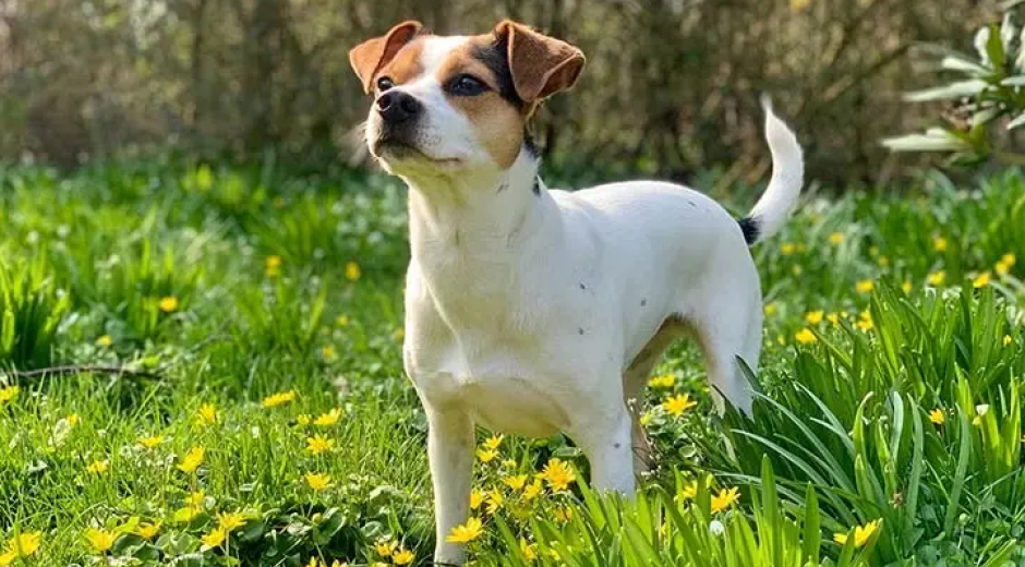 Cão de Fazenda Dinamarquês-Sueco: conheça a nova raça reconhecida neste ano