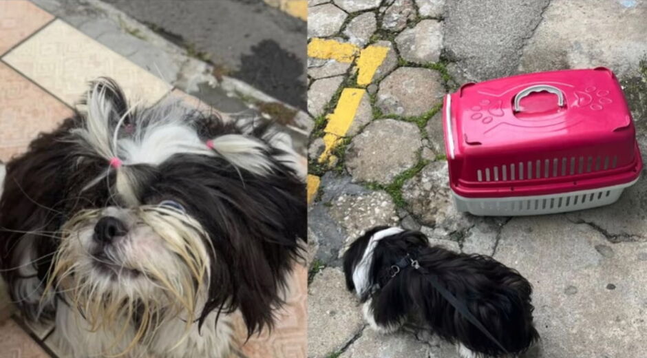 Mulher é presa por deixar cão trancado no carro em dia de calor forte em Balneário Camboriú