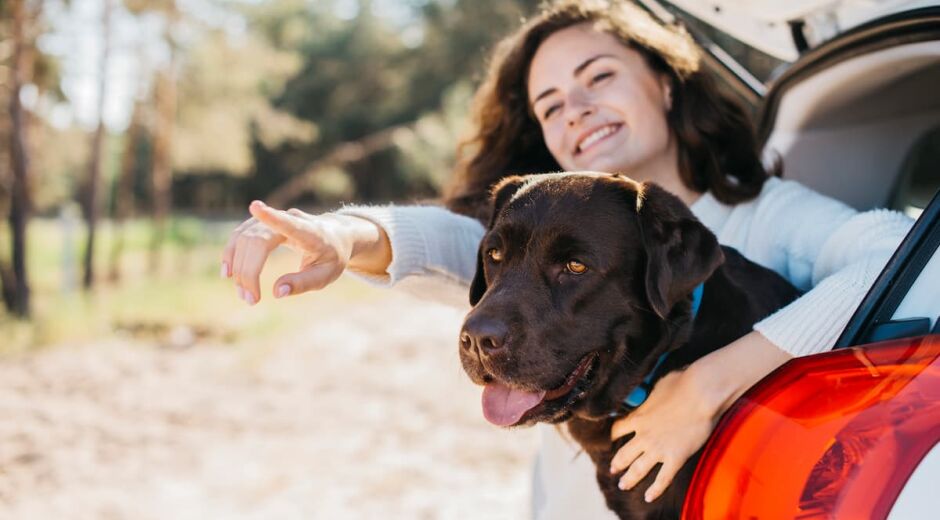 Viagem: como manter a segurança do animal?