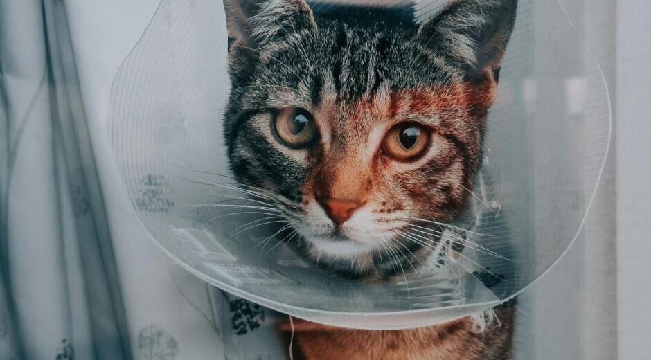 Governo de Pernambuco faz parceria com a UFRPE para oferecer castrações de cães e gatos