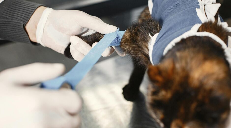 Captura, Esteriliza e Devolve: conheça o método CED, que atua no controle de pets vulneráveis