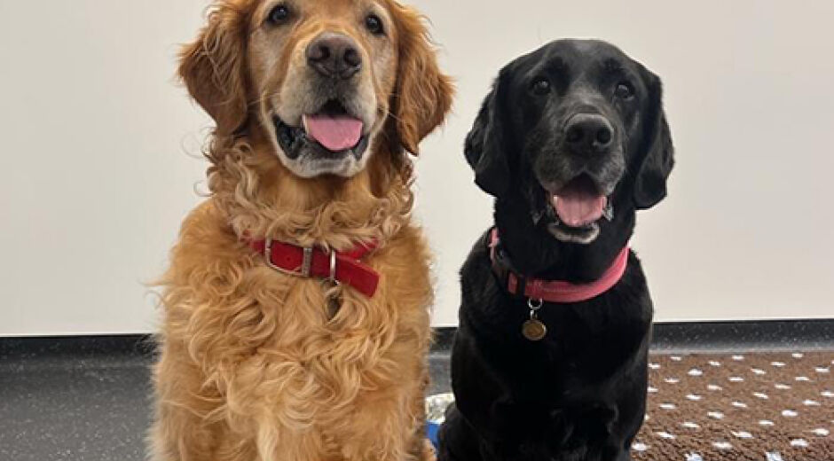 Pesquisa indica que cães podem detectar a doença de Parkinson através do olfato