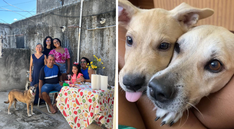 Dia do Vira-Lata: conheça histórias de cães que mudaram a vida de seus tutores