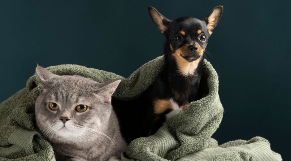 Olinda promove feira de adoção de animais neste sábado (9)