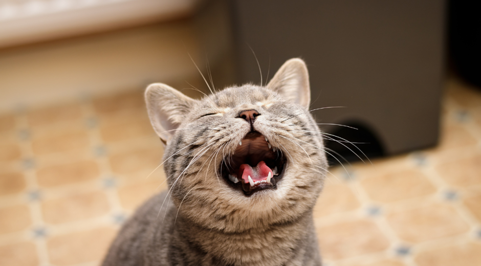 Gatos miam, quase exclusivamente, para se comunicar com pessoas