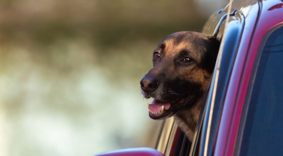 Projeto visa proibir pets desacompanhados no interior de veículos em Pernambuco