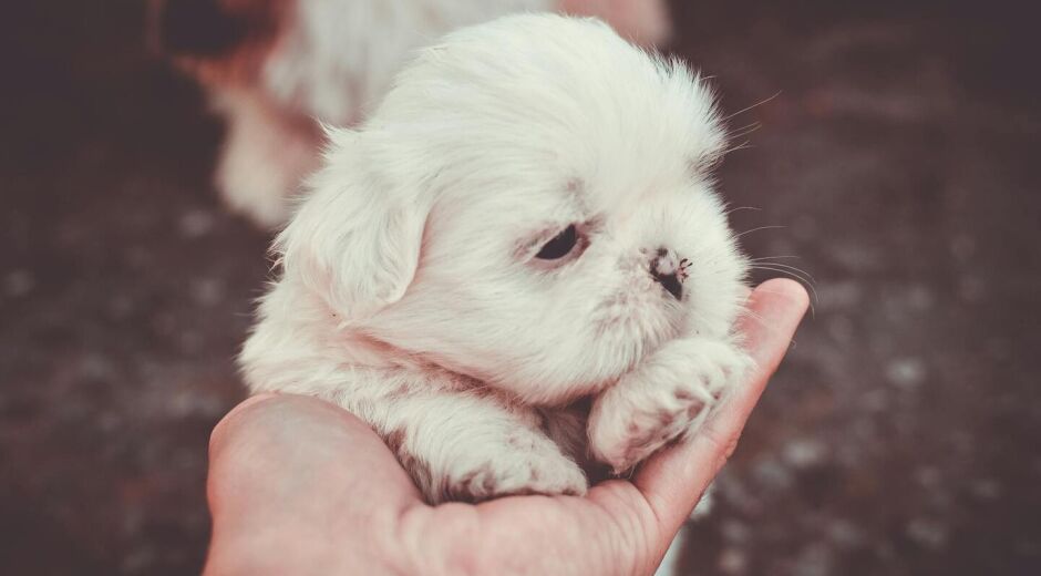 Problemas respiratórios em cães jovens podem indicar infecções graves