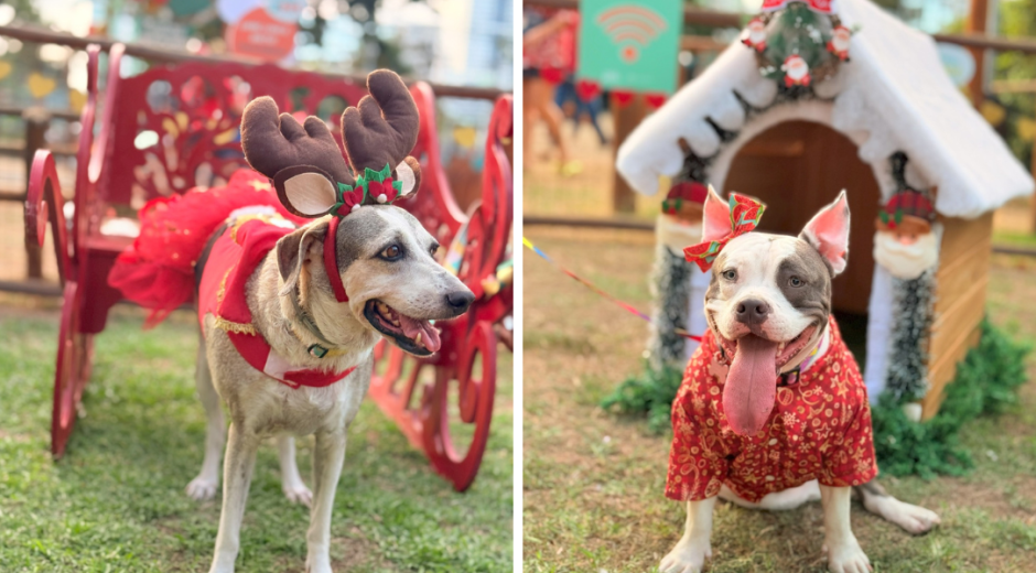 Shopping realiza evento de Natal para cães no Recife; no local também terá pets para adoção