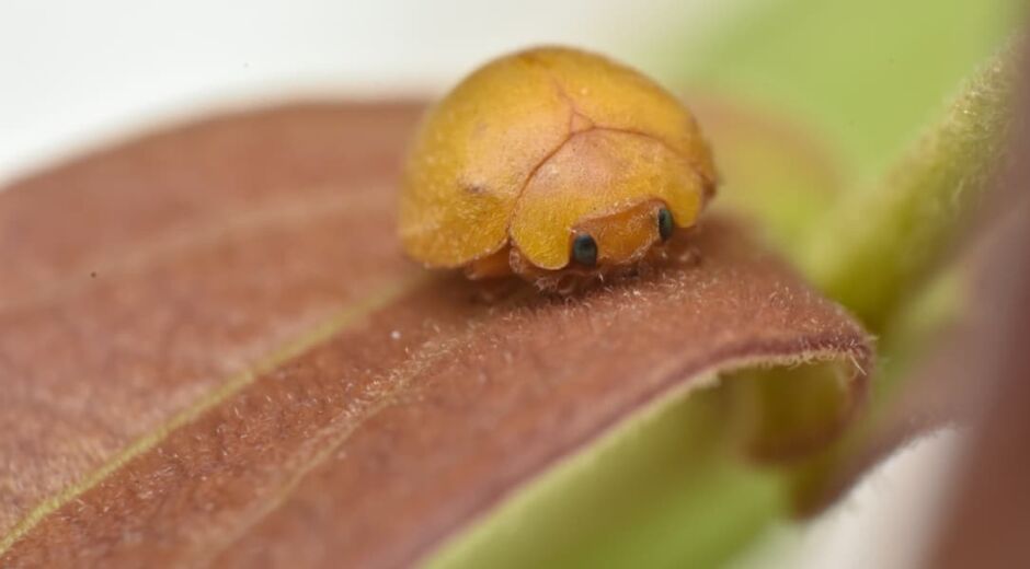 Amarela e sem manchas: nova espécie de joaninha é descoberta na Caatinga