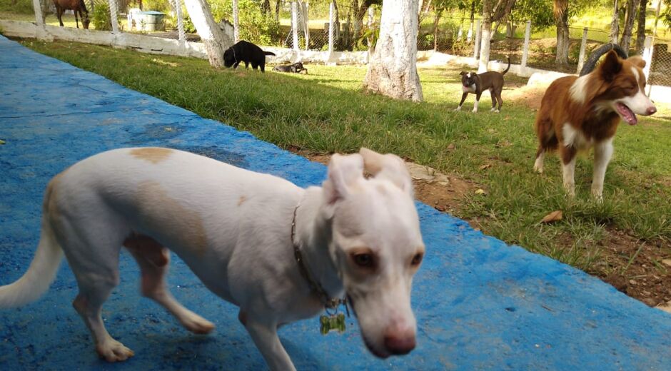 Viagem? Natal ou réveillon fora de casa? Confira locais onde você pode deixar seu pet em segurança