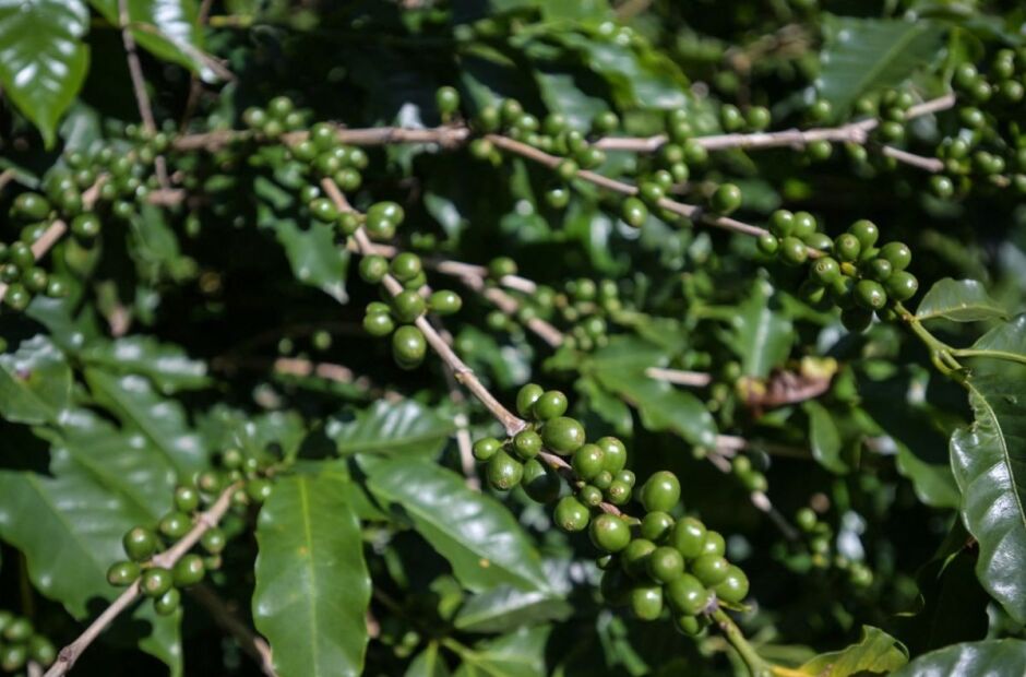 Cafezais sofrem com o clima no Brasil e preço do grão dispara no mundo