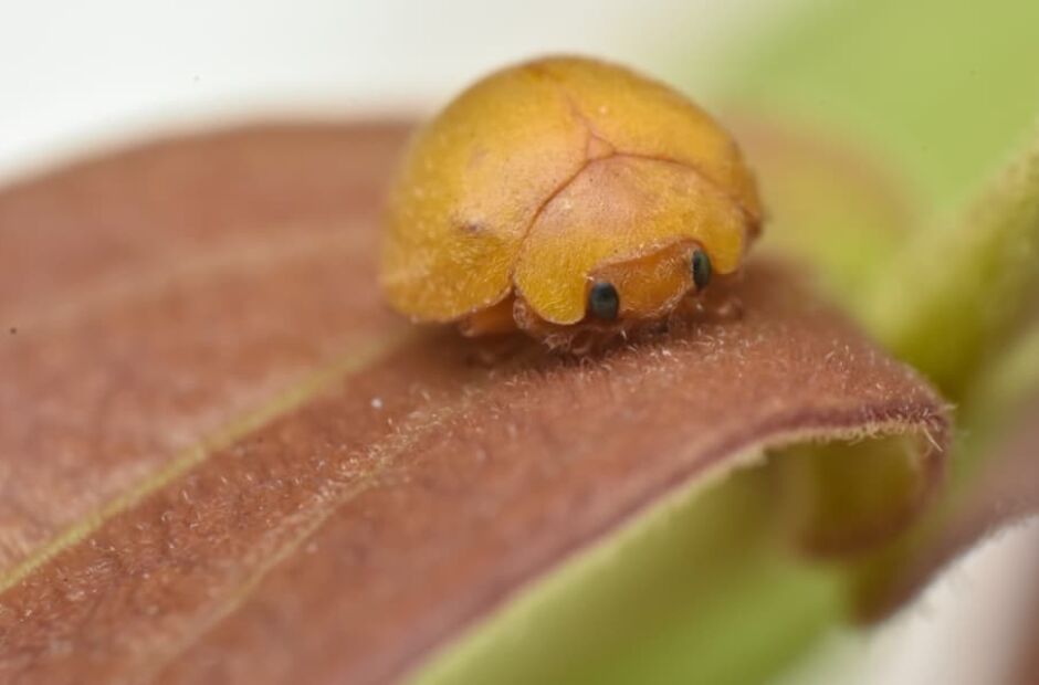 Amarela e sem manchas: nova esp&eacute;cie de joaninha &eacute; descoberta na Caatinga
