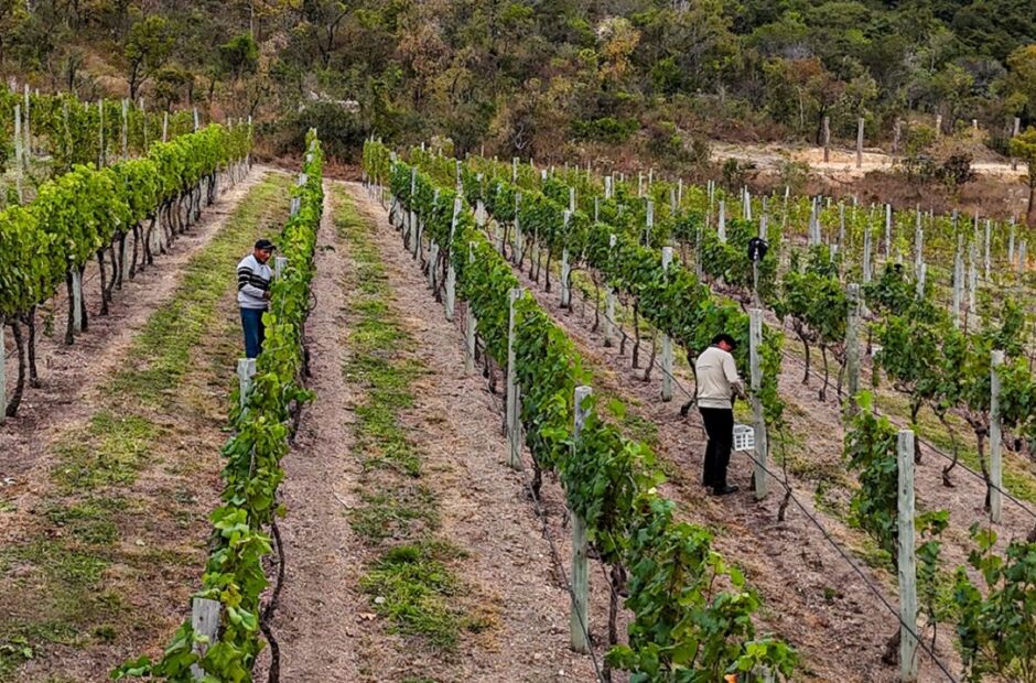 Produ&ccedil;&atilde;o de vinhos na Serra da Canastra, em Minas Gerais, chama aten&ccedil;&atilde;o do enoturismo
