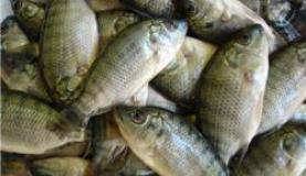 A exportação de tilápia pelo Brasil aumentou 52% em volume, a 8 mil toneladas