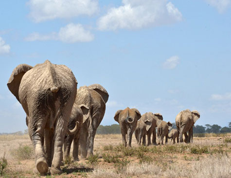 Grupo de elefantes africanos