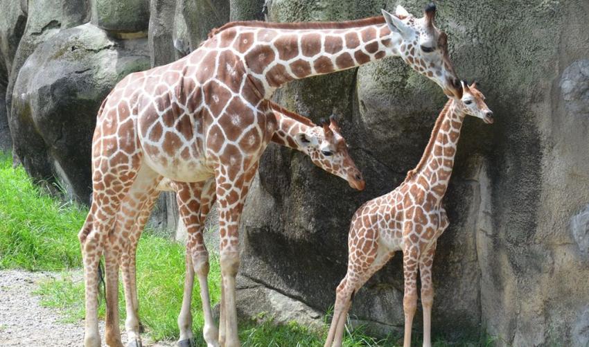 Importação de 18 girafas provenientes da África do Sul