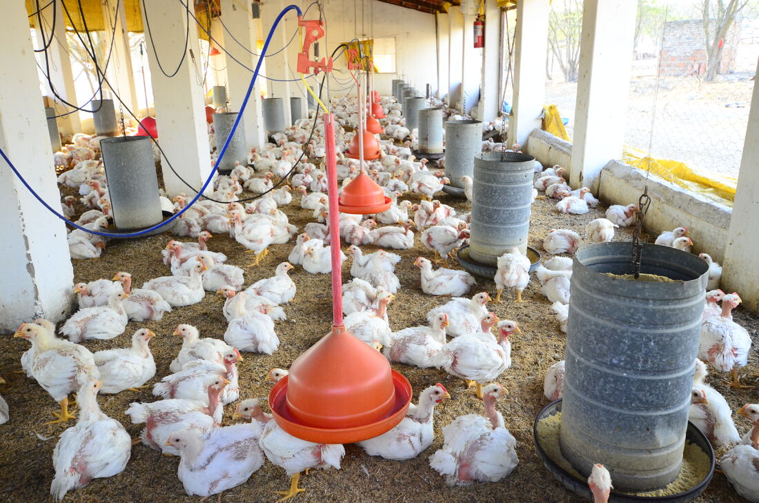 Suspensão da importação de carne de frango do Brasil por vários países deve trazer alívio inflacionário de curto prazo