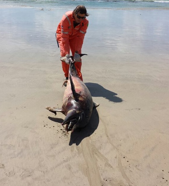 Golfinho encontrado morto