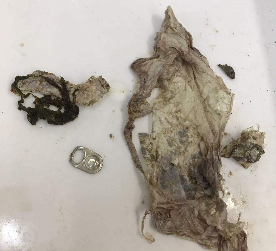 Exames feitos por veterinários encontraram plásticos e pequenos objetos ingeridos pelo animal