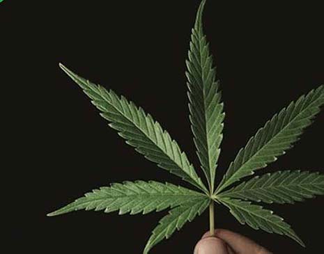 Cannabis sativa, a planta da maconha