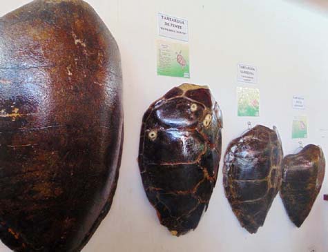 ONG corre risco de fechar as portas