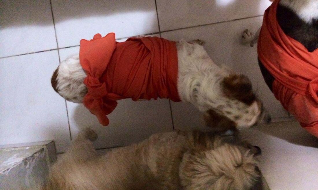 Penélope fica mais tranquila quando é carinhosamente amarrada com o seu paninho