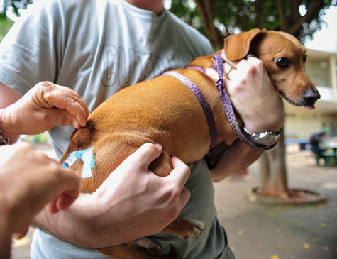 Vacinação de cães