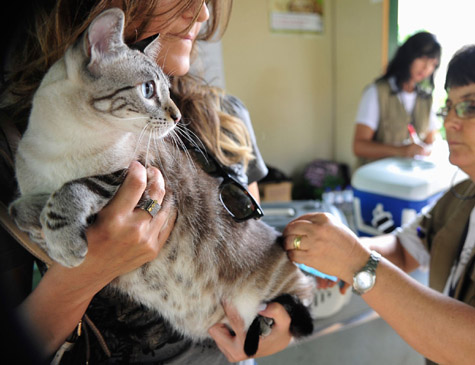 Vacinação de cães e gatos