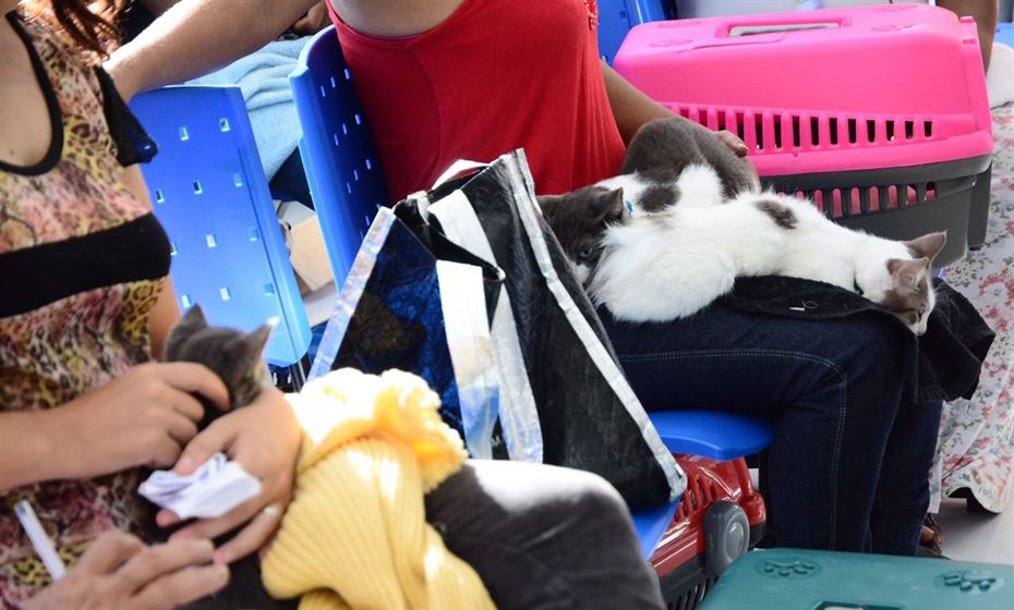 Pets precisam de atenção e que donos fiquem atentos às campanhas de vacinação