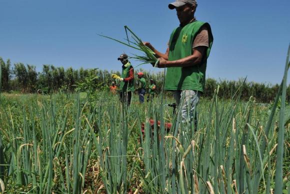 Agropecuária