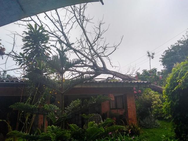 Àrvore caiu na rua Dom João VI