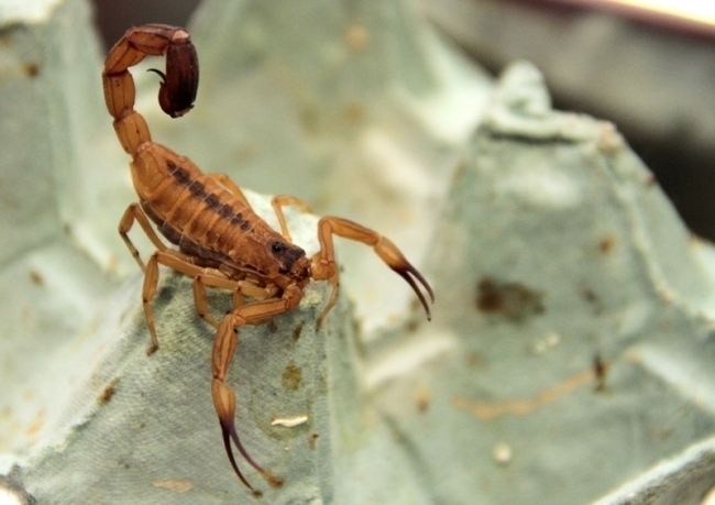 Escorpião se reproduz entre os meses de agosto e setembro 