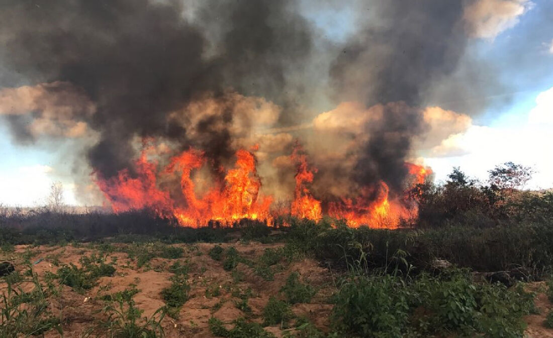 Material foi incinerado