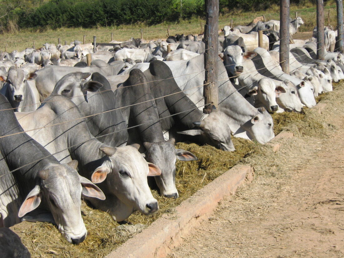 Além da vacinação, os produtores devem comprovar no órgão executor de defesa sanitária animal de seu estado