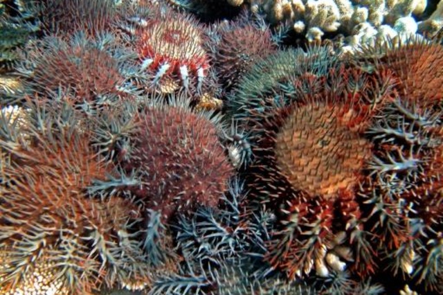 Caracol que se alimenta de estrelas-do-mar