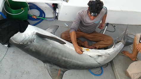 Tubarões em Noronha