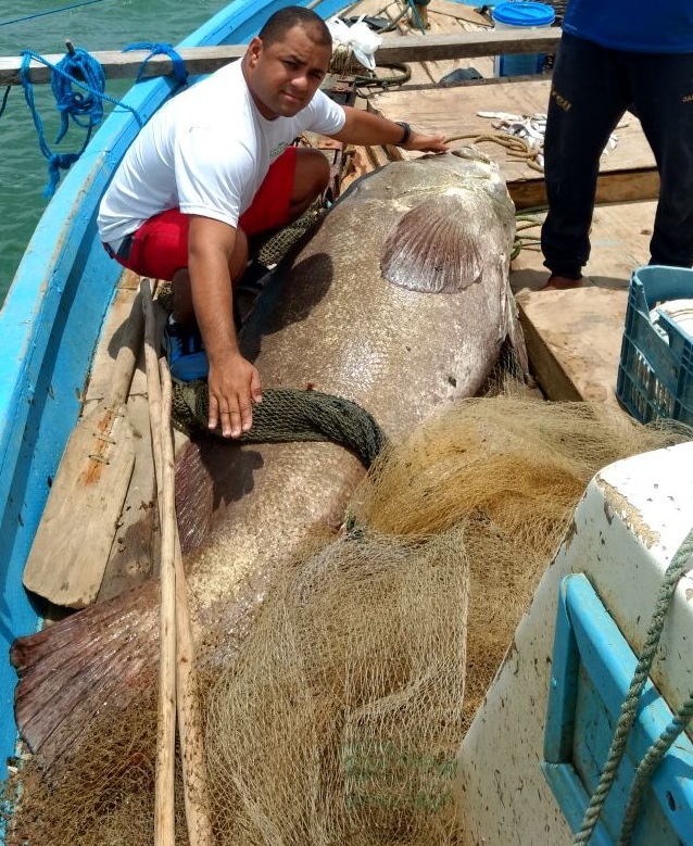 Peixe mede cerca de 2,3 metros de comprimento e pesa aproximadamente 200 quilos