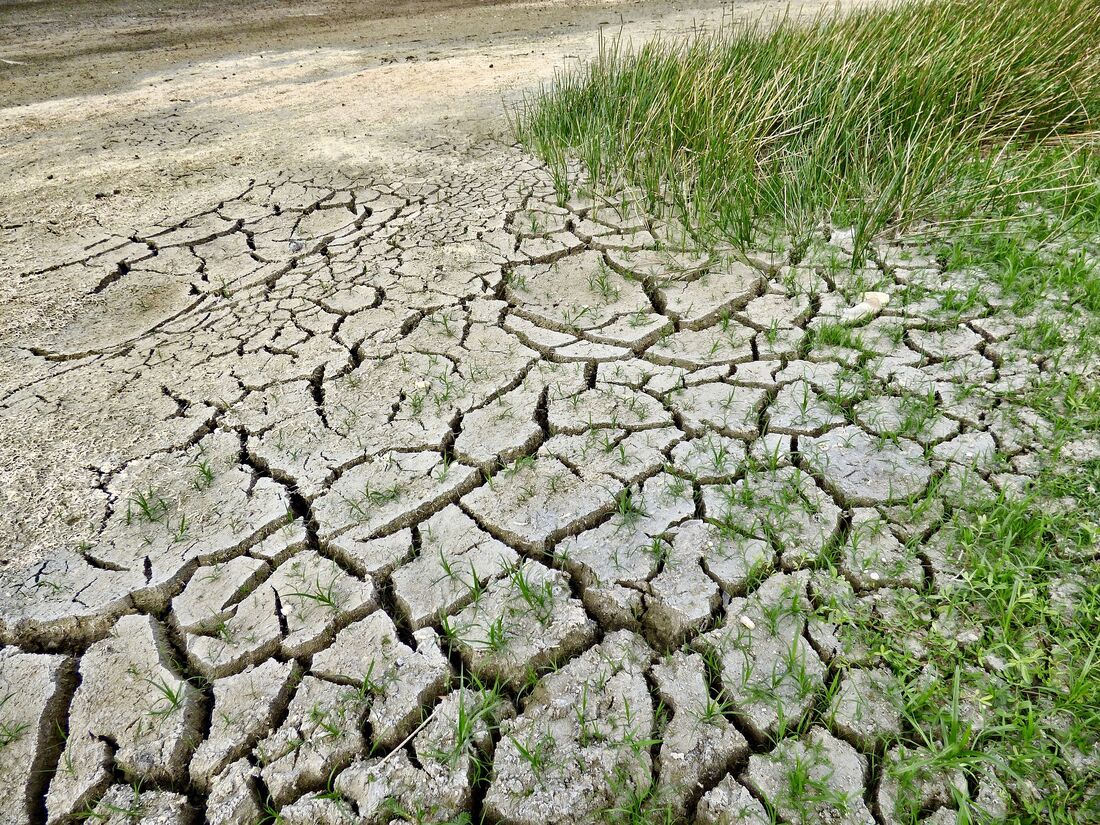 A expectativa é que o projeto contribua no combate à desertificação e na restauração de áreas degradadas