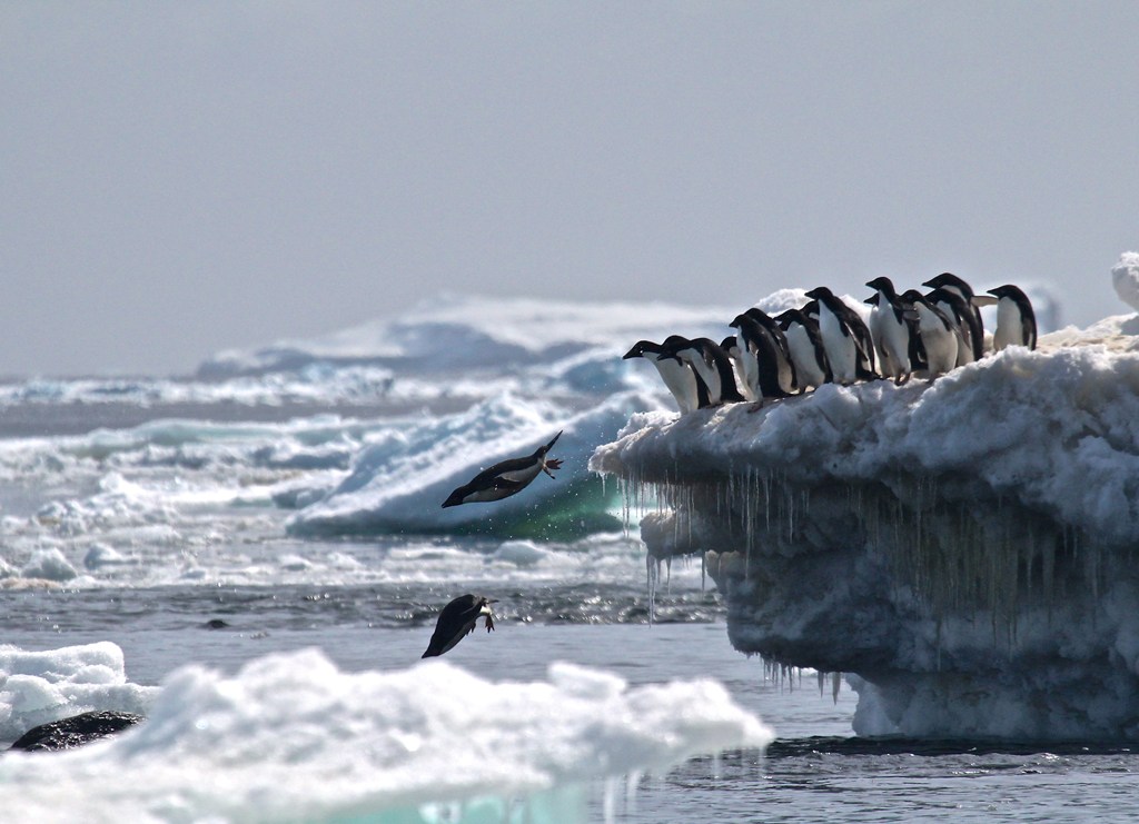 Pinguins na Antártida