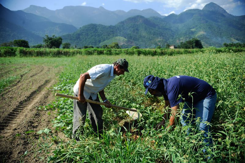 Agricultores em Magé, no Rio de Janeiro